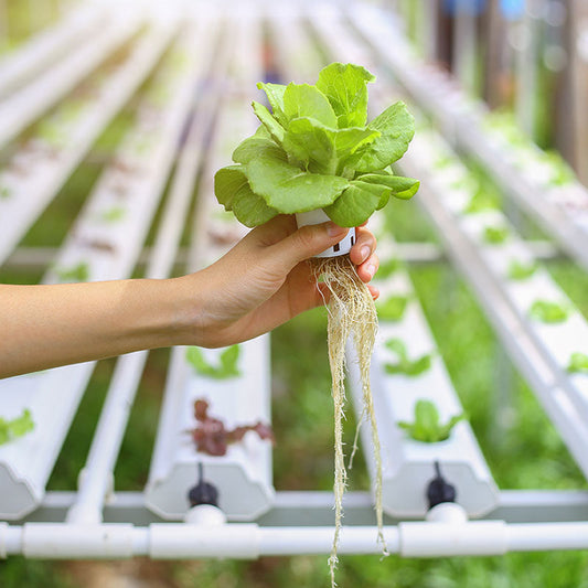 Hand holding plant in Solar Power Hydroponic Gardening System