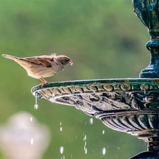 Bird perching on a Solar powered birdbath, one way to attract birds to your yard