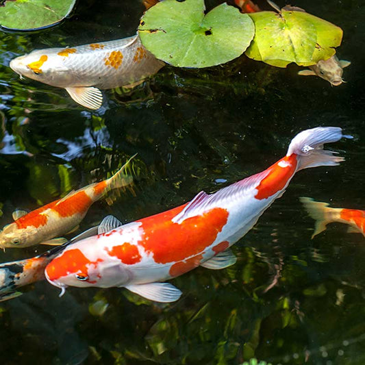 Why You Need a Filter System for Small Water Gardens and Koi Ponds