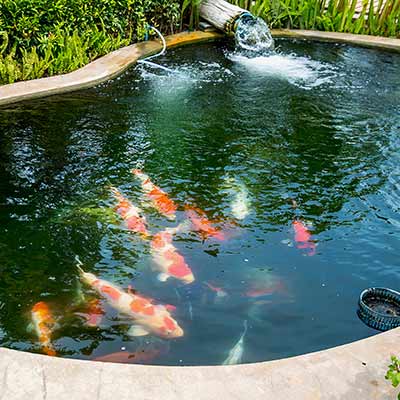 Koi Fish Pond and Clean Pond Water