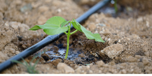solar powered water pumps are a sustainable solution for agricultural irrigation like featured in this image with an irrigation line running across a dirt bed with a plant sprout