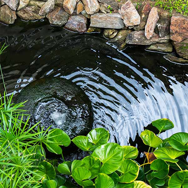 6 Tips to Achieving Clean Pond Water | Solariver – Solariver™