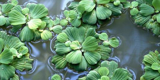 Water lettuce grows in pond future of gardening